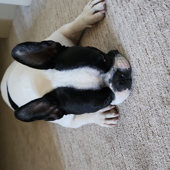 Meet your Posher, Kim - Picture 1 of 1